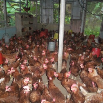 The house of four hundred chickens