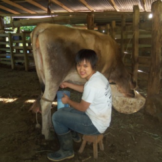 I can milk this cow by myself now