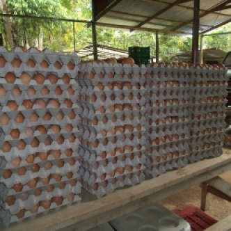 Each stack is a day's worth of eggs, plus or minus 350 eggs a day