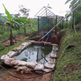 Tilapia pond for aquaponics