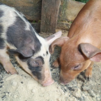 New piglets for meat