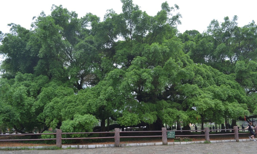 Yangshuo Big Banyan Tree